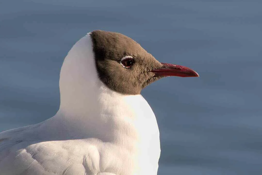 Grey-headed gull